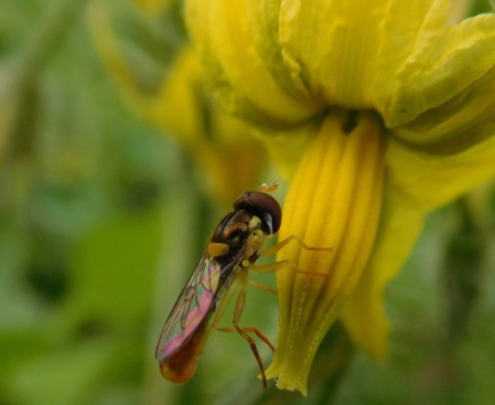 Pest control in Mediterranean greenhouses under the pressure of climate change and invasive species